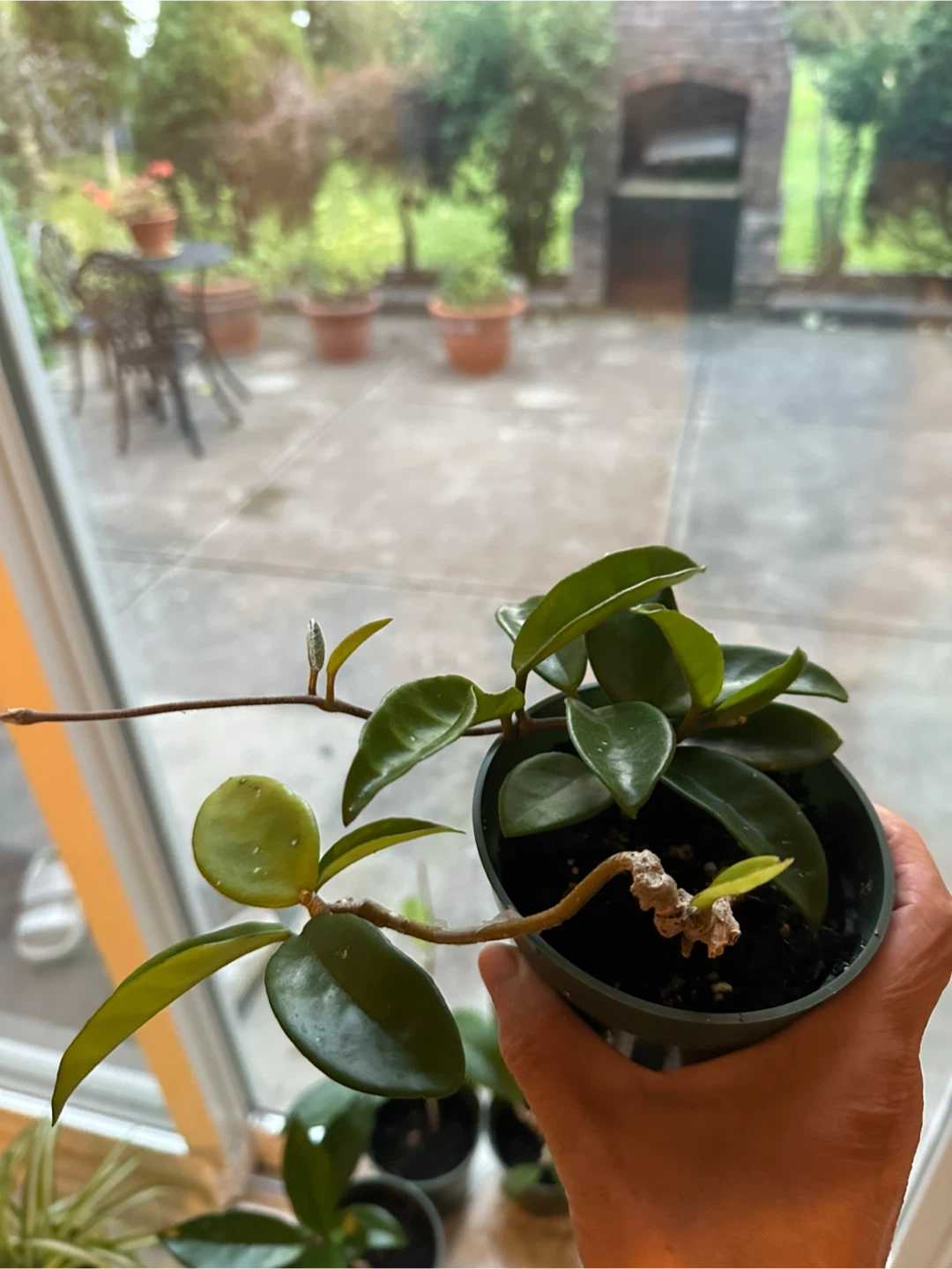 Hoya Australis Houseplant