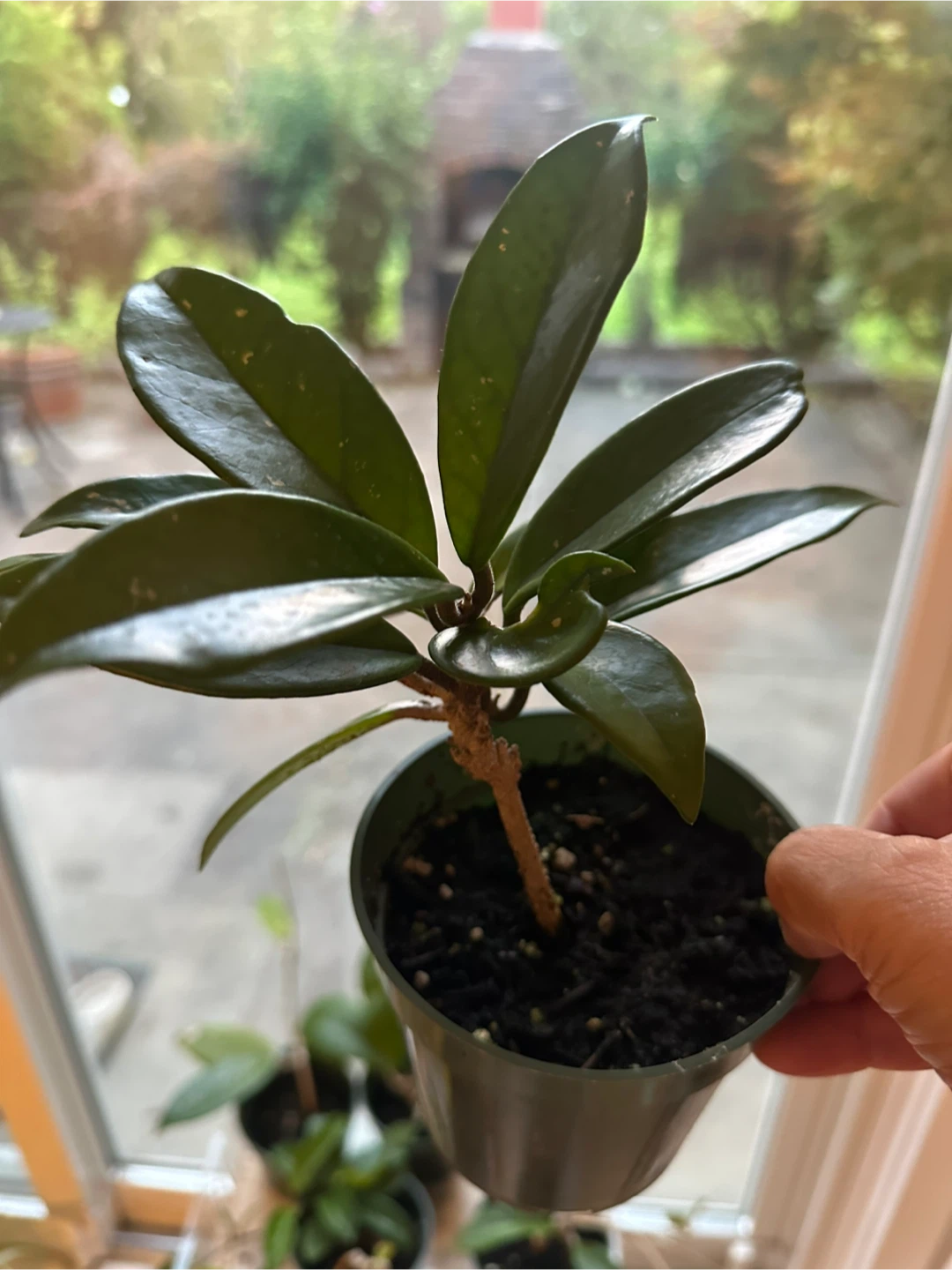 Hoya Australis Houseplant - photo 2