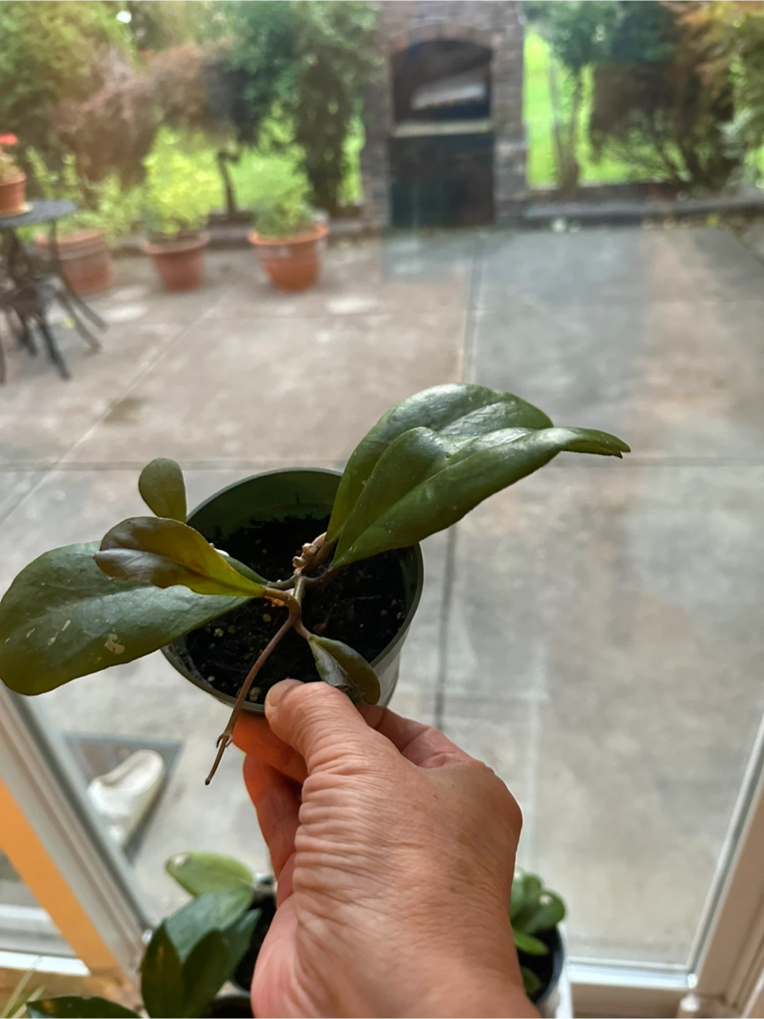 Hoya Australis Houseplant - photo 5