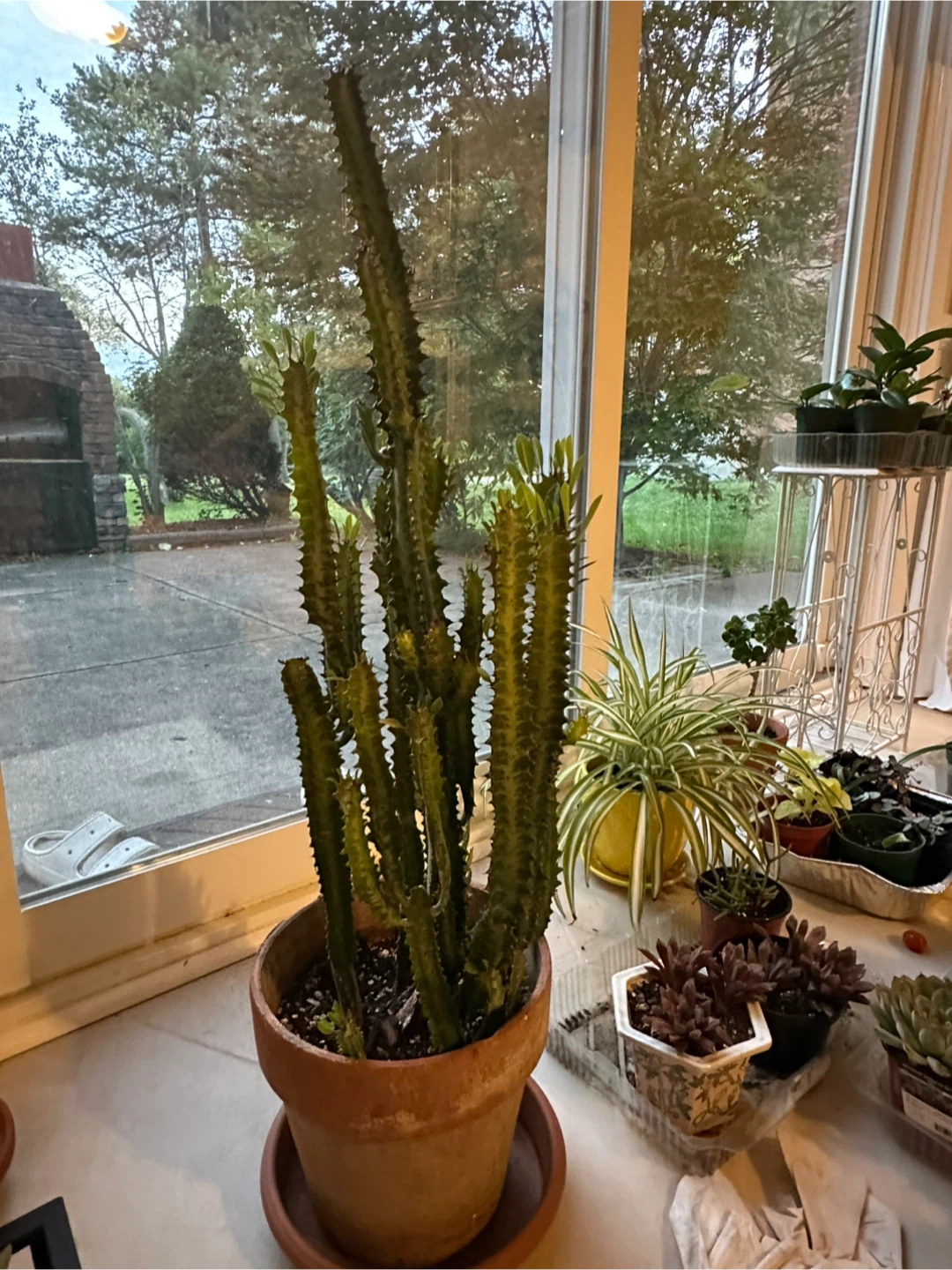 Large Euphorbia Cactus in Terracotta Pot