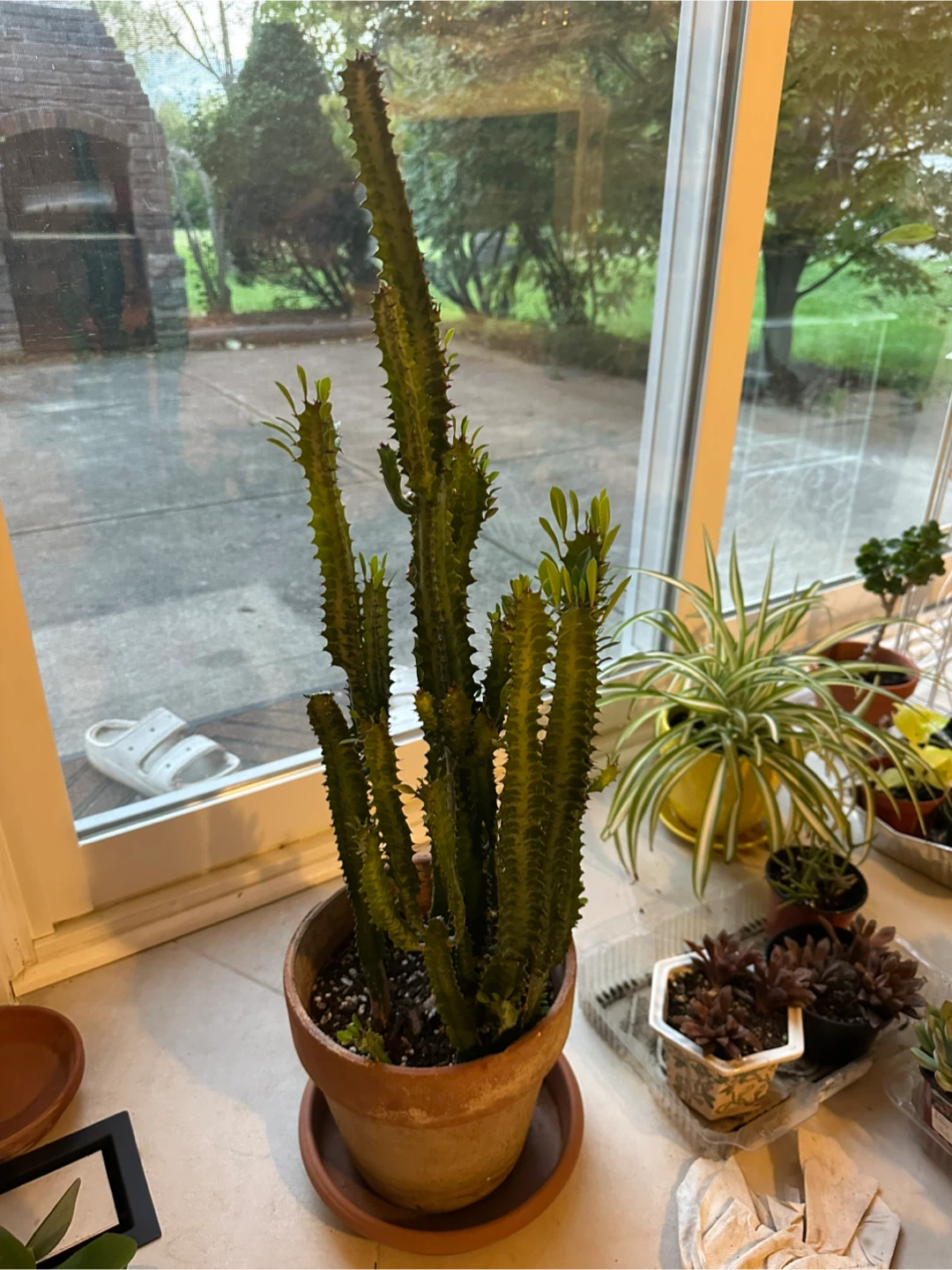 Large Euphorbia Cactus in Terracotta Pot - photo 2