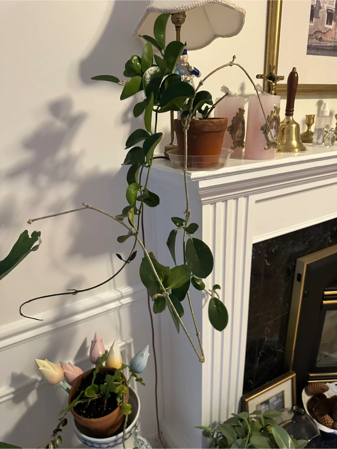 Hoya Plant in Terra Cotta Pot