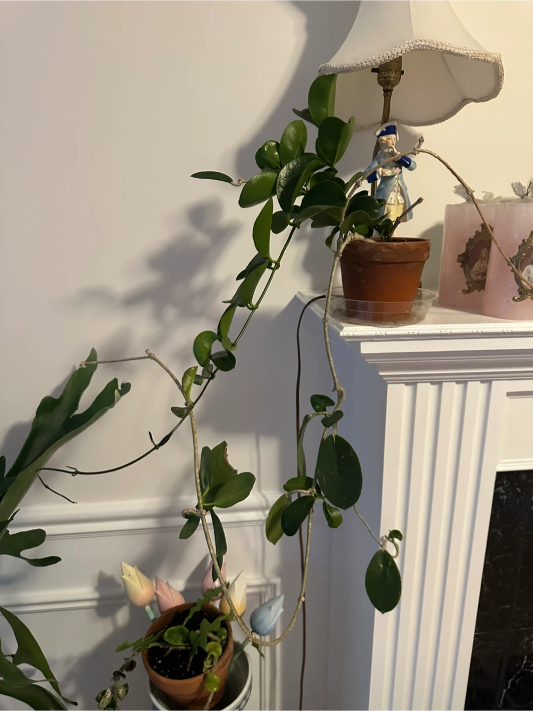 Hoya Plant in Terra Cotta Pot - photo 2