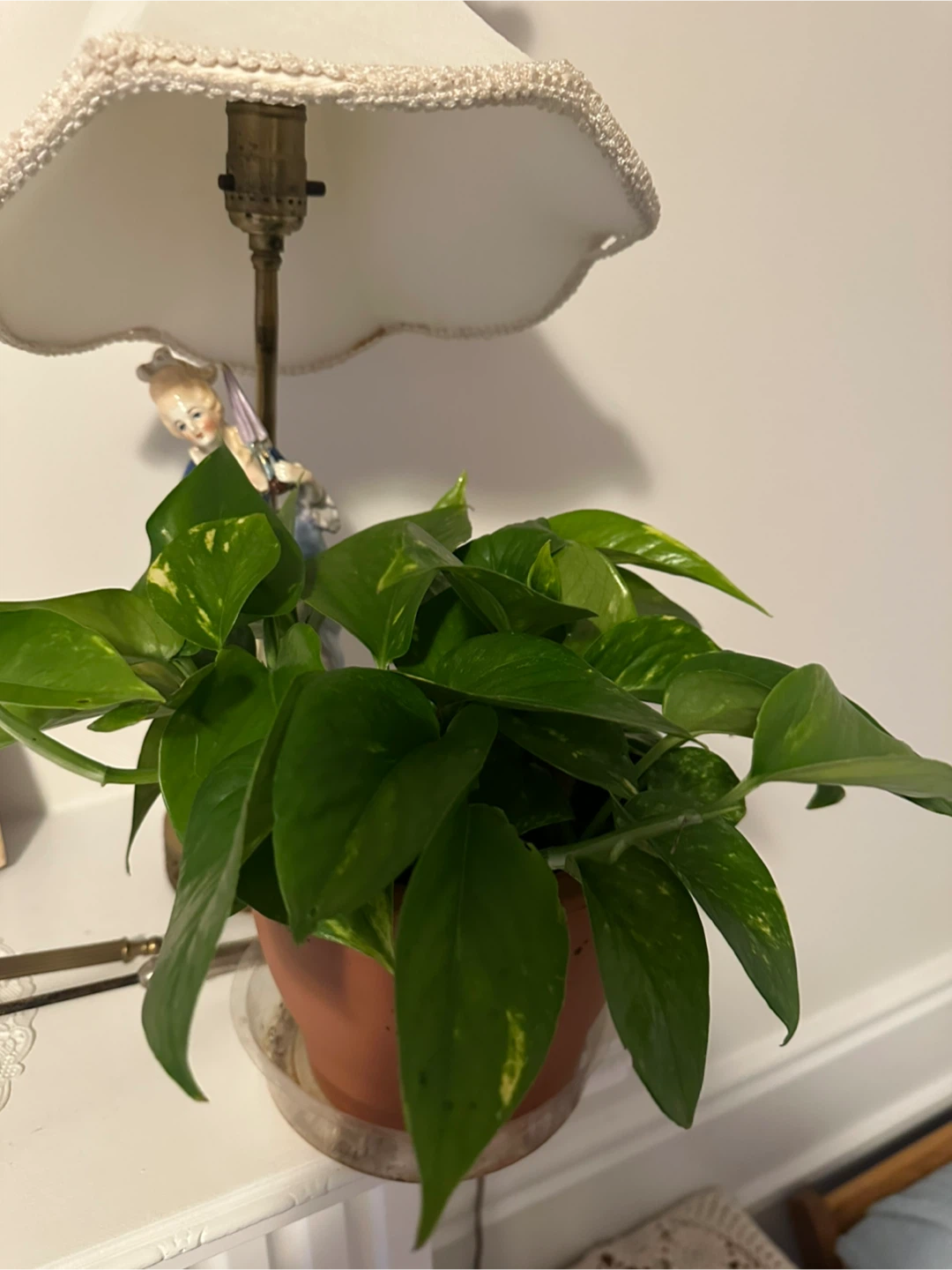 Healthy Pothos Houseplant