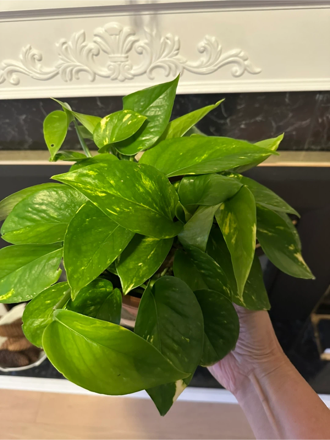 Healthy Pothos Houseplant - photo 2
