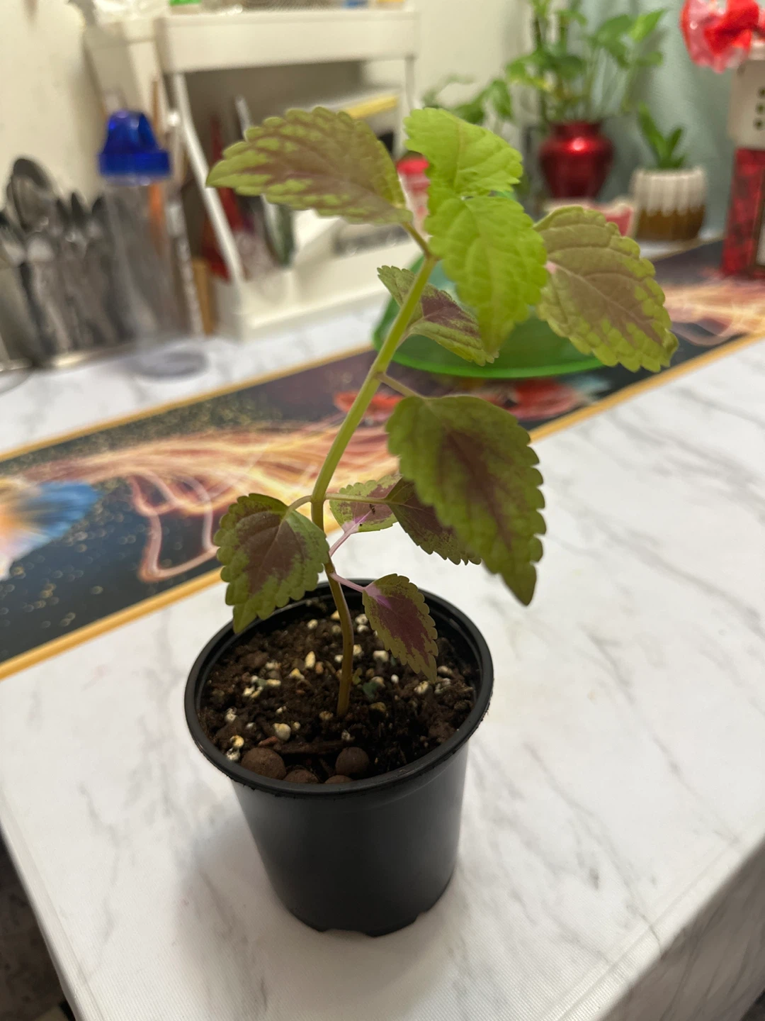 🏈 Healthy Coleus Plant in Black Pot