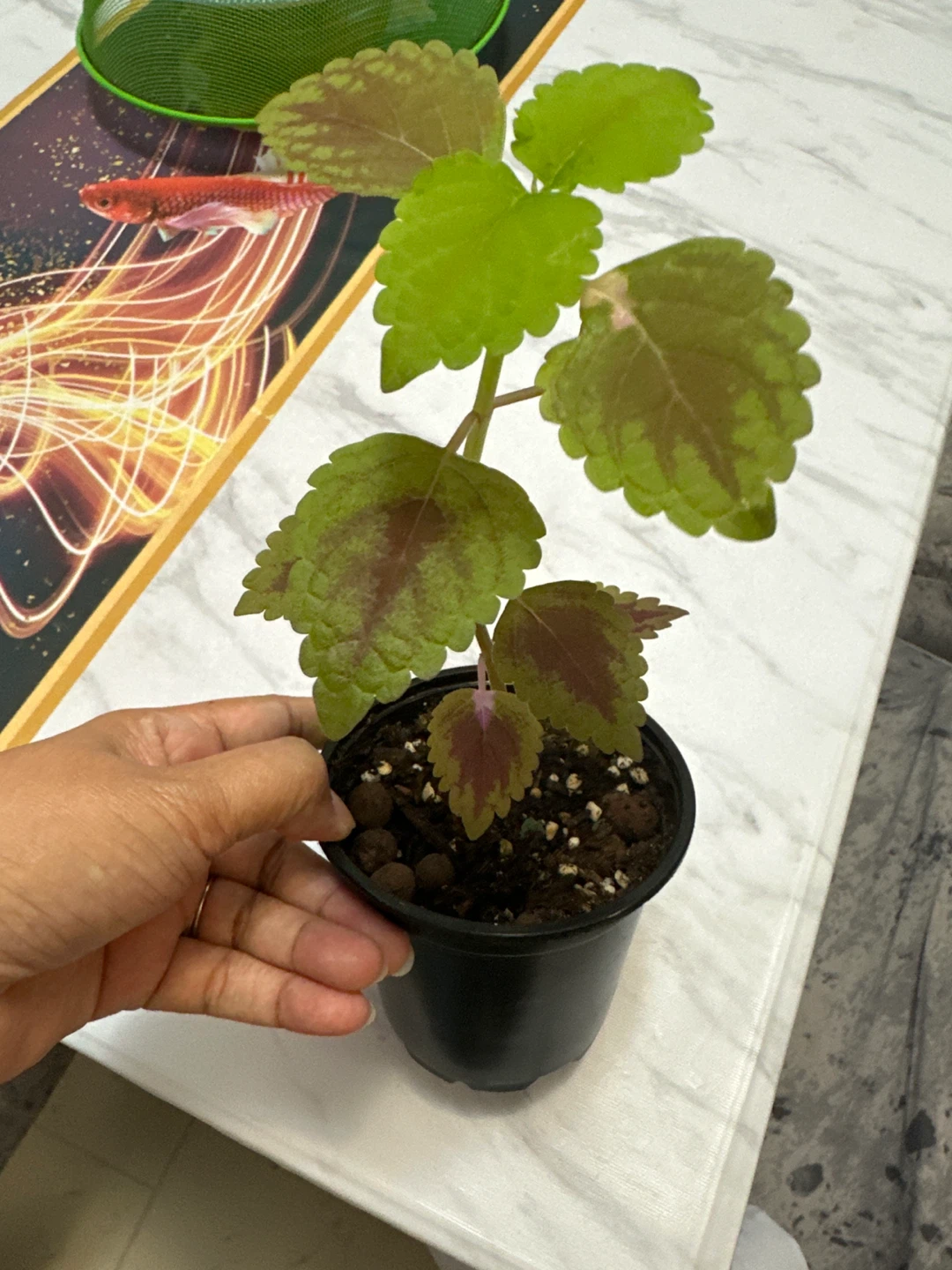 🏈 Healthy Coleus Plant in Black Pot - photo 2