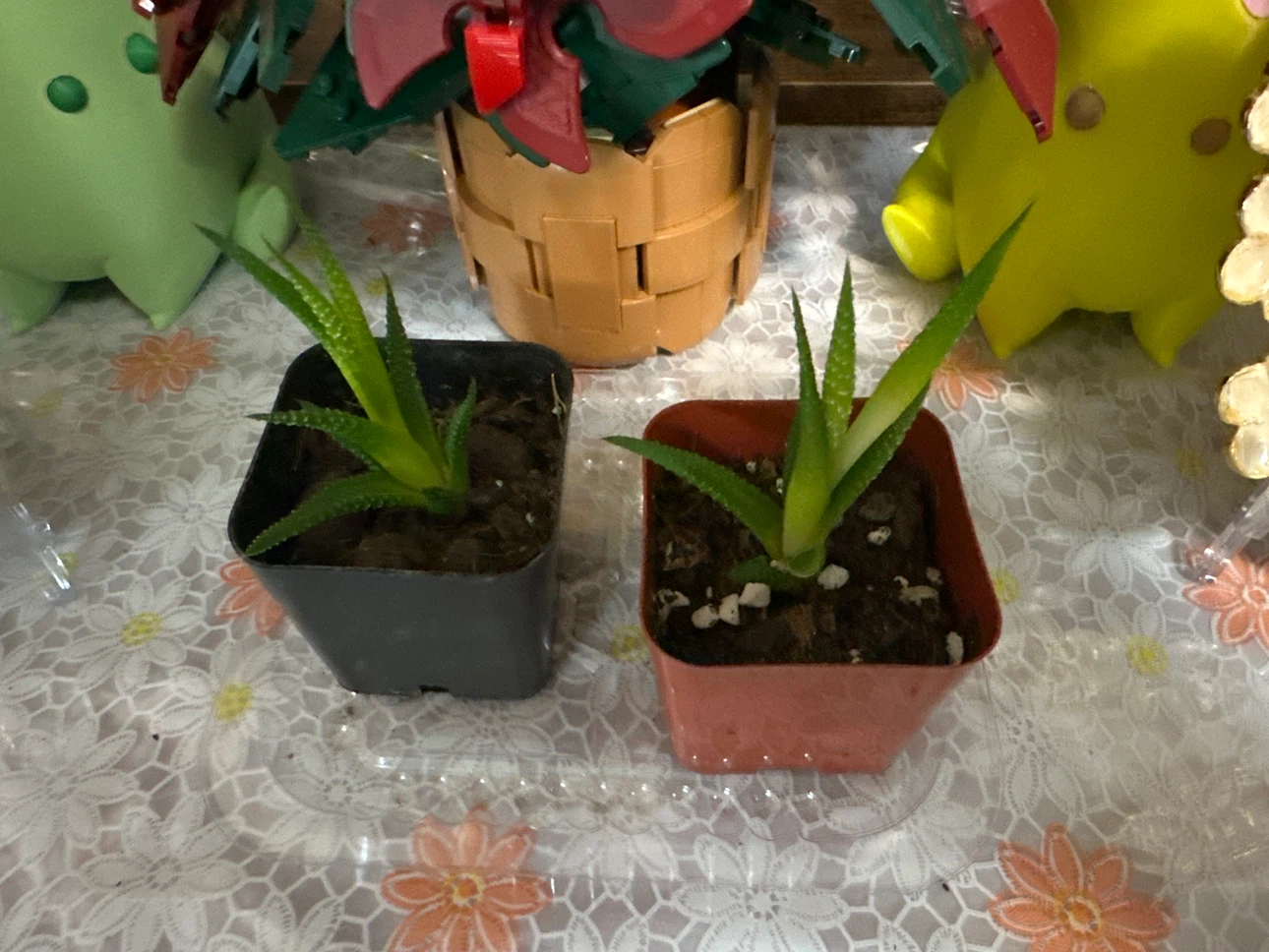 🏈 Small Haworthia Succulents