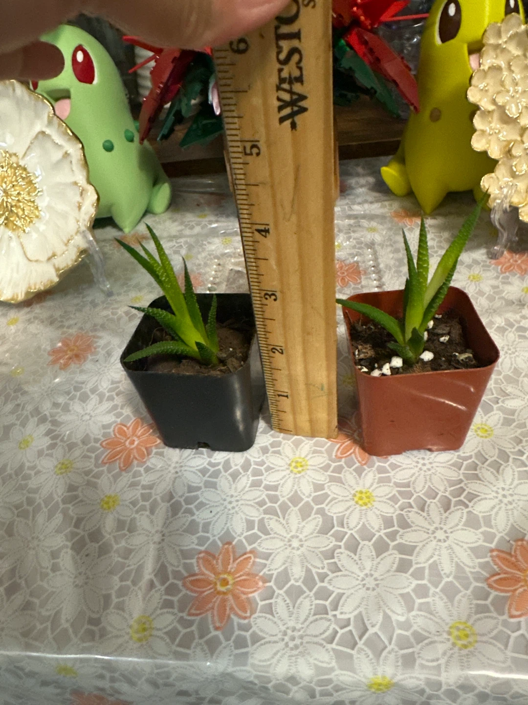 🏈 Small Haworthia Succulents - photo 2