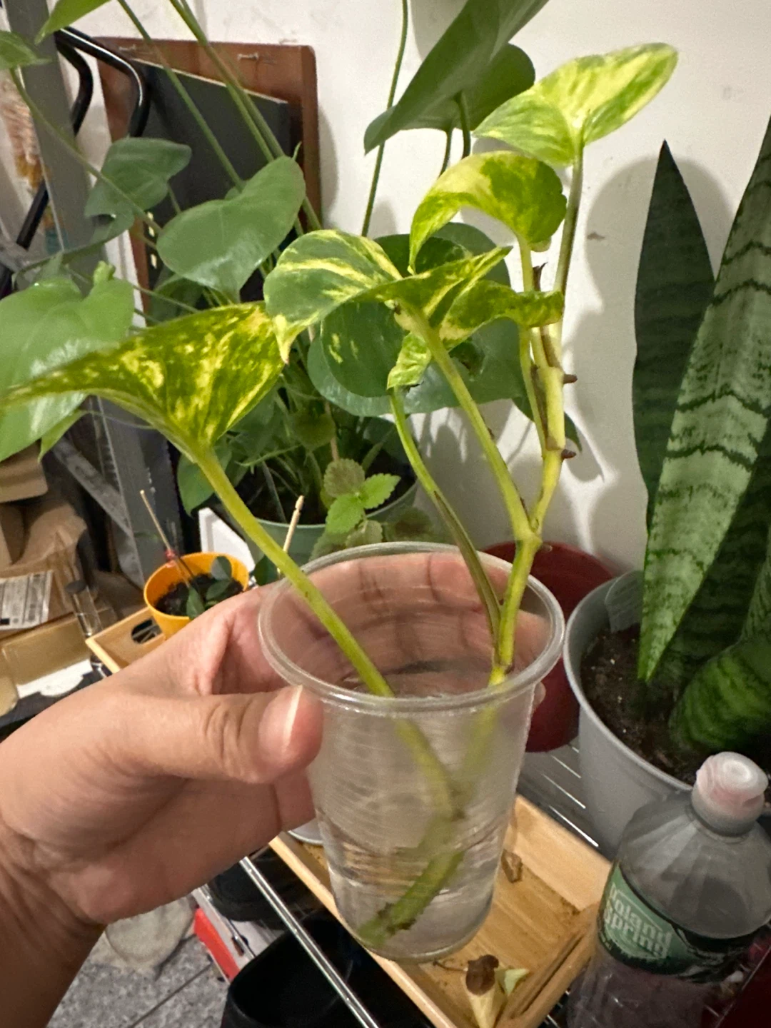 🏈 Golden Pothos Cuttings