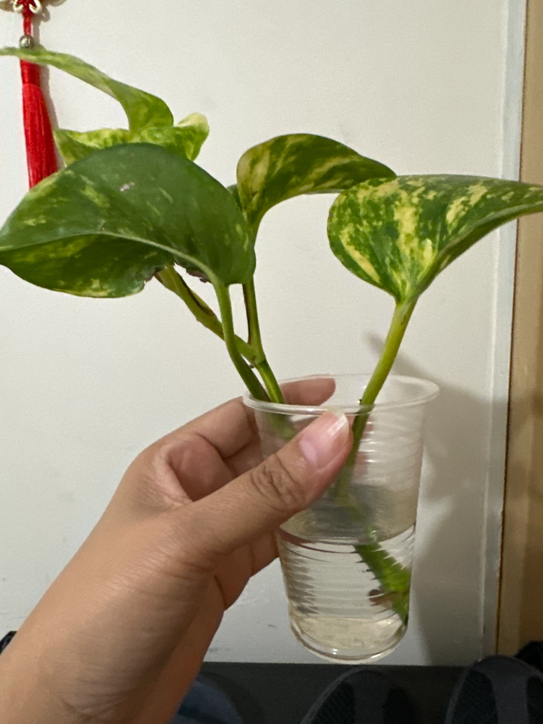 🏈 Golden Pothos Cuttings - photo 2