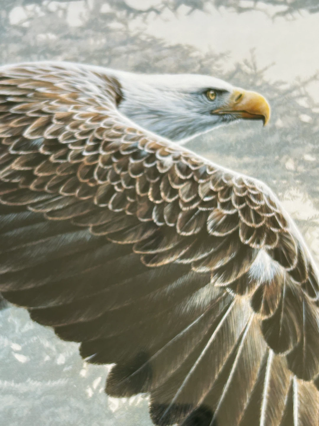 R.S. Parker Bald Eagle Framed Print - photo 5
