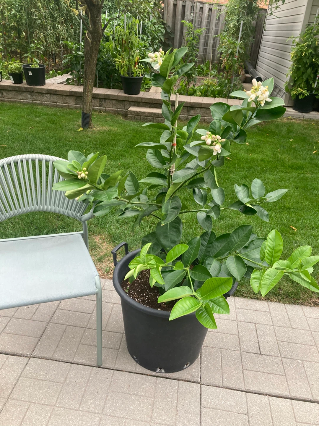 Flowering Lemon Tree