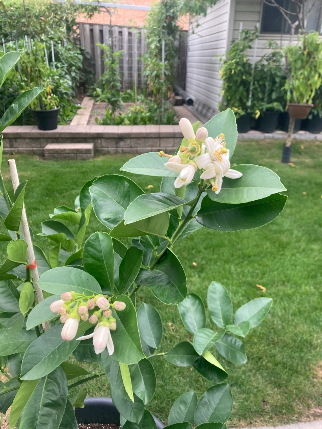 Flowering Lemon Tree - photo 2