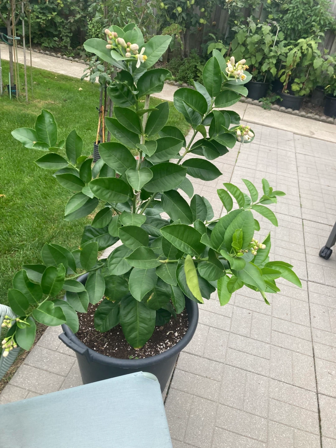 Flowering Lemon Tree - photo 3
