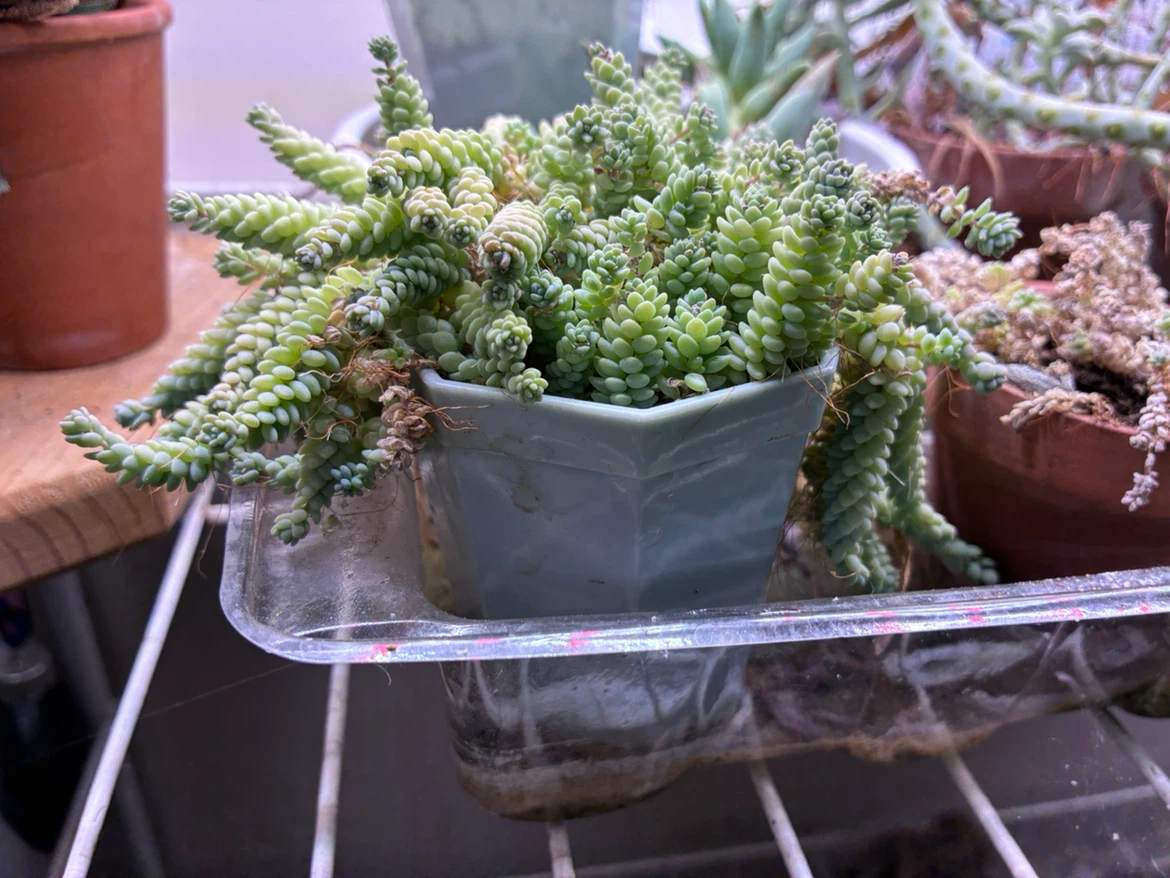 🏈 Miniature Sedum Succulent-tiny leaves