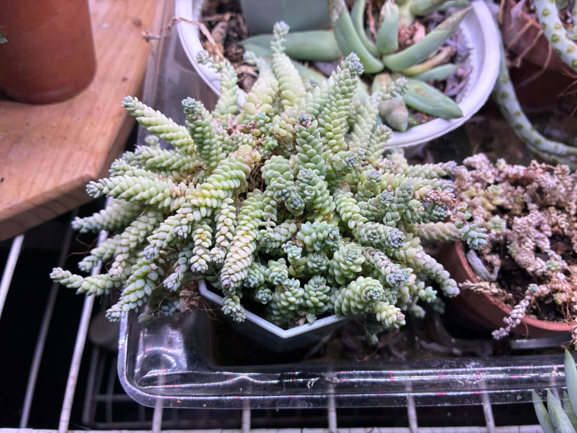 🏈 Miniature Sedum Succulent-tiny leaves - photo 2