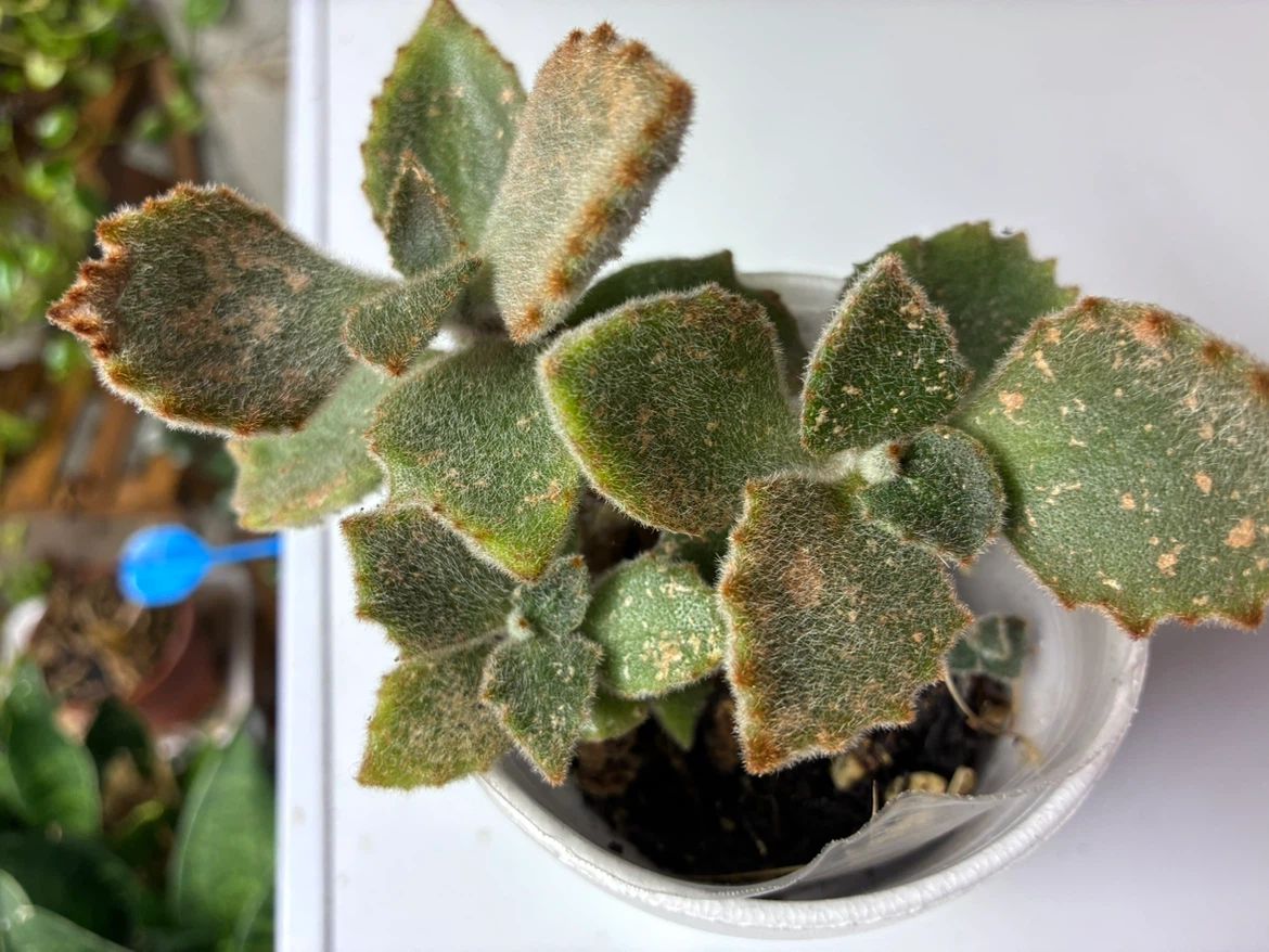 🏈 Bear’s Paw Succulent