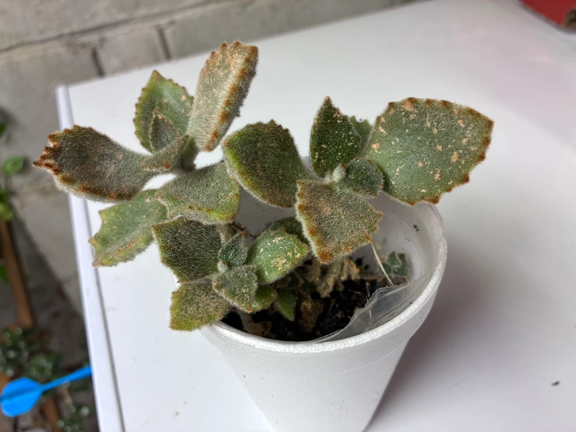 🏈 Bear’s Paw Succulent - photo 2