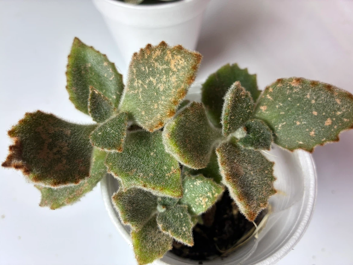 🏈 Bear’s Paw Succulent - photo 3
