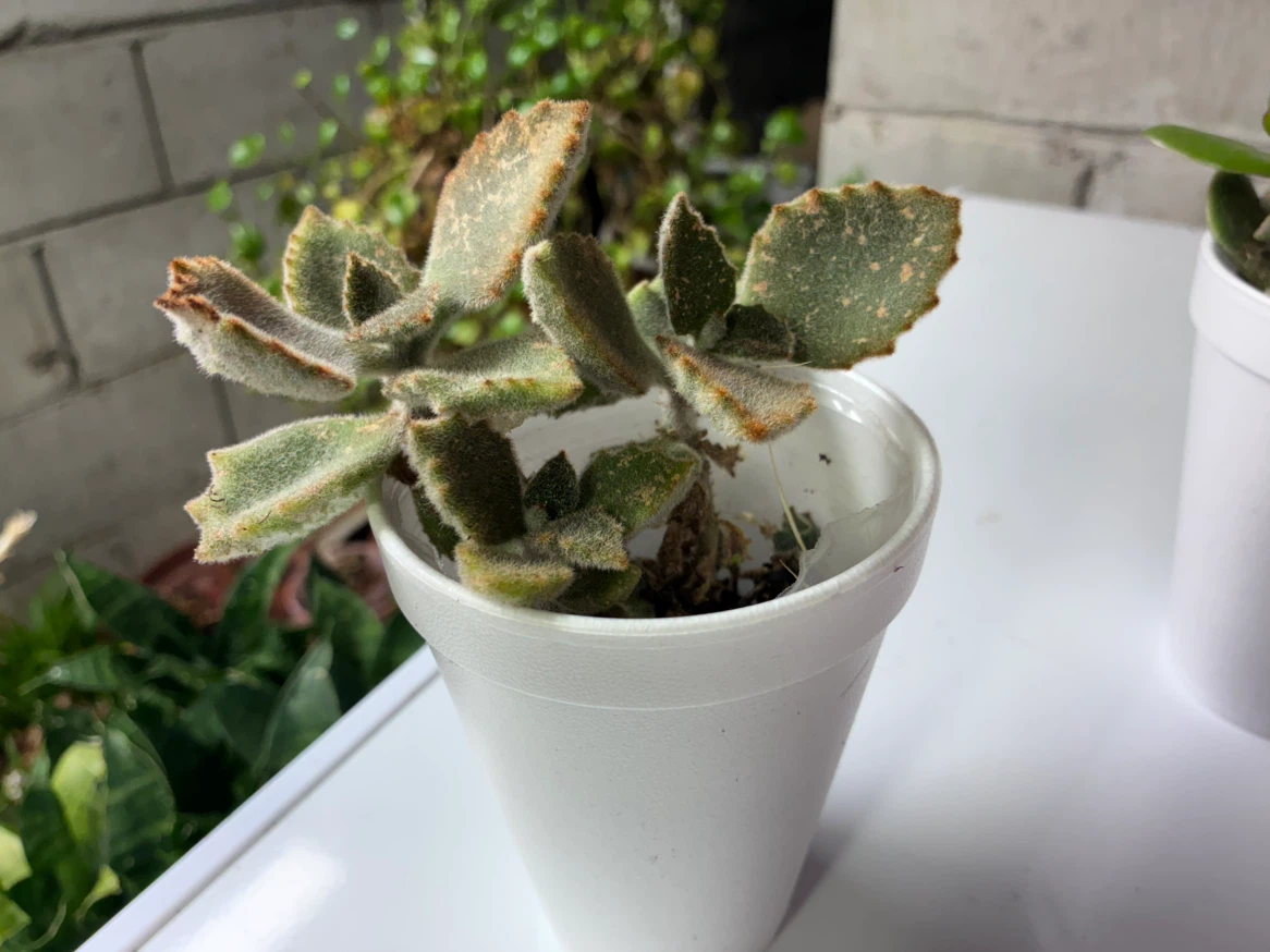 🏈 Bear’s Paw Succulent - photo 4