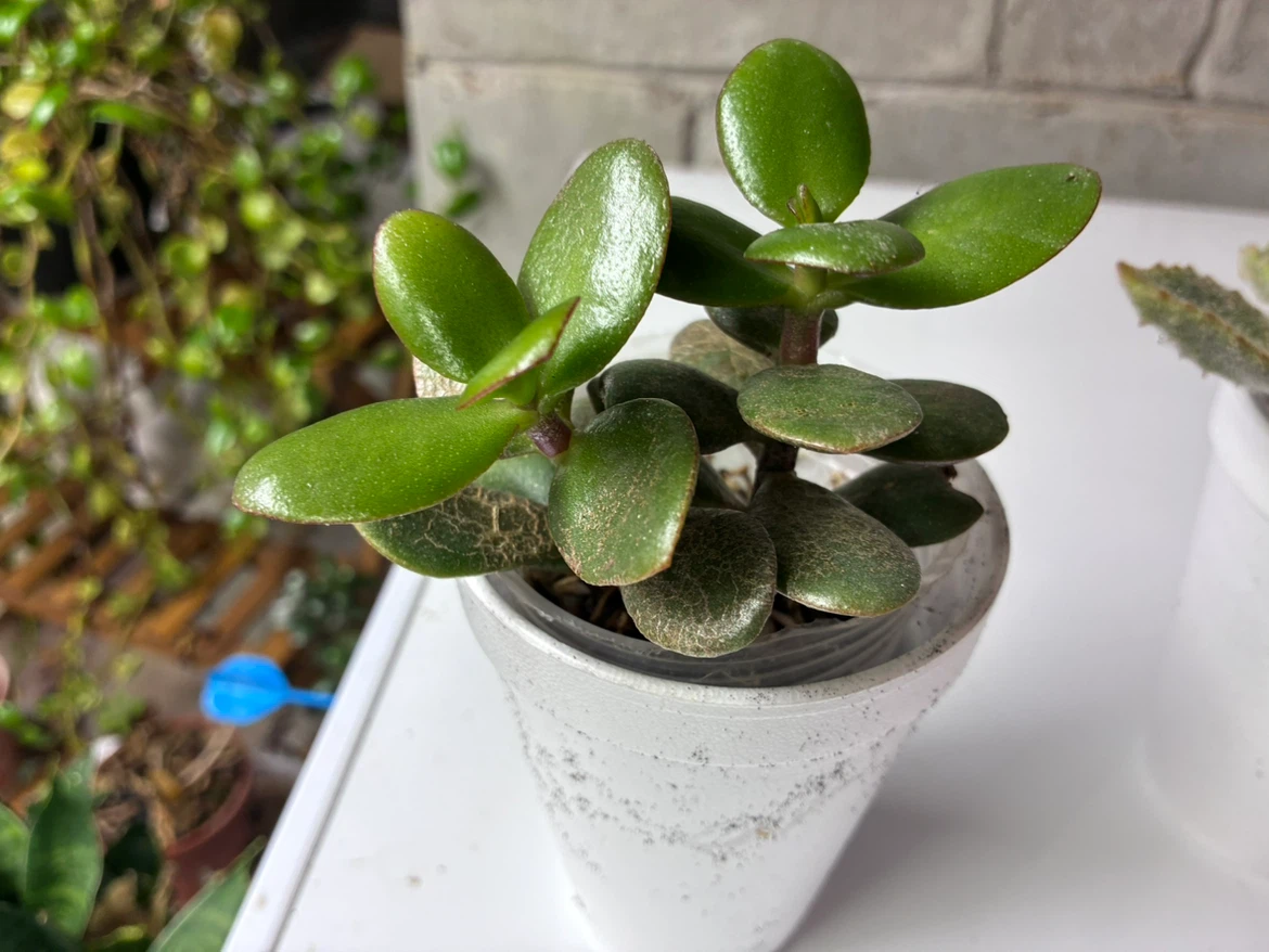 🏈 Small Jade Plant in 2” plastic pot