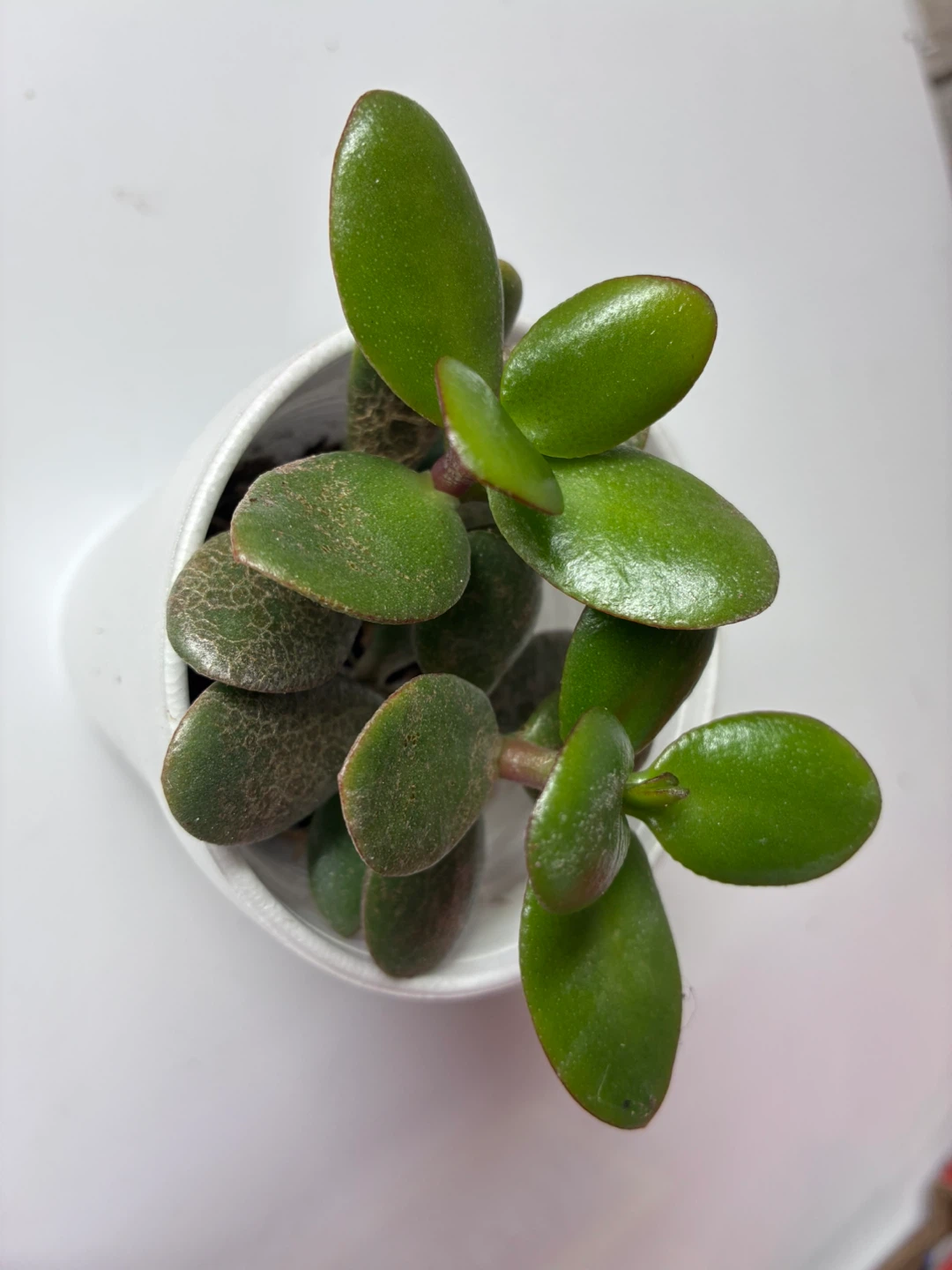 🏈 Small Jade Plant in 2” plastic pot - photo 2