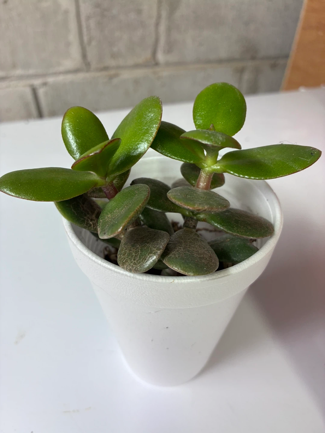 🏈 Small Jade Plant in 2” plastic pot - photo 3