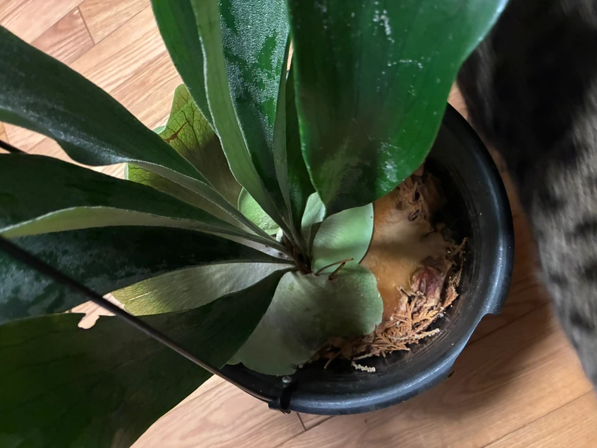 🏈 Staghorn Fern Hanging Plant