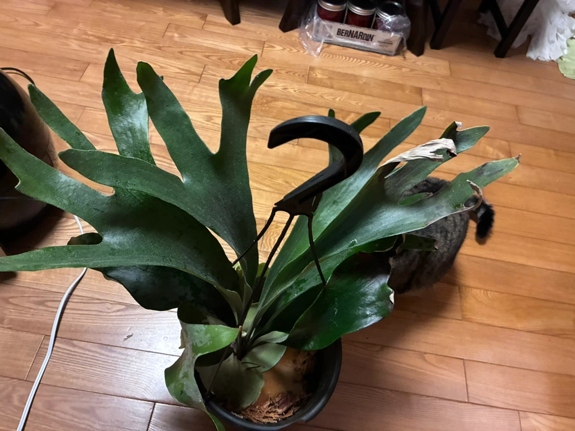 🏈 Staghorn Fern Hanging Plant - photo 2