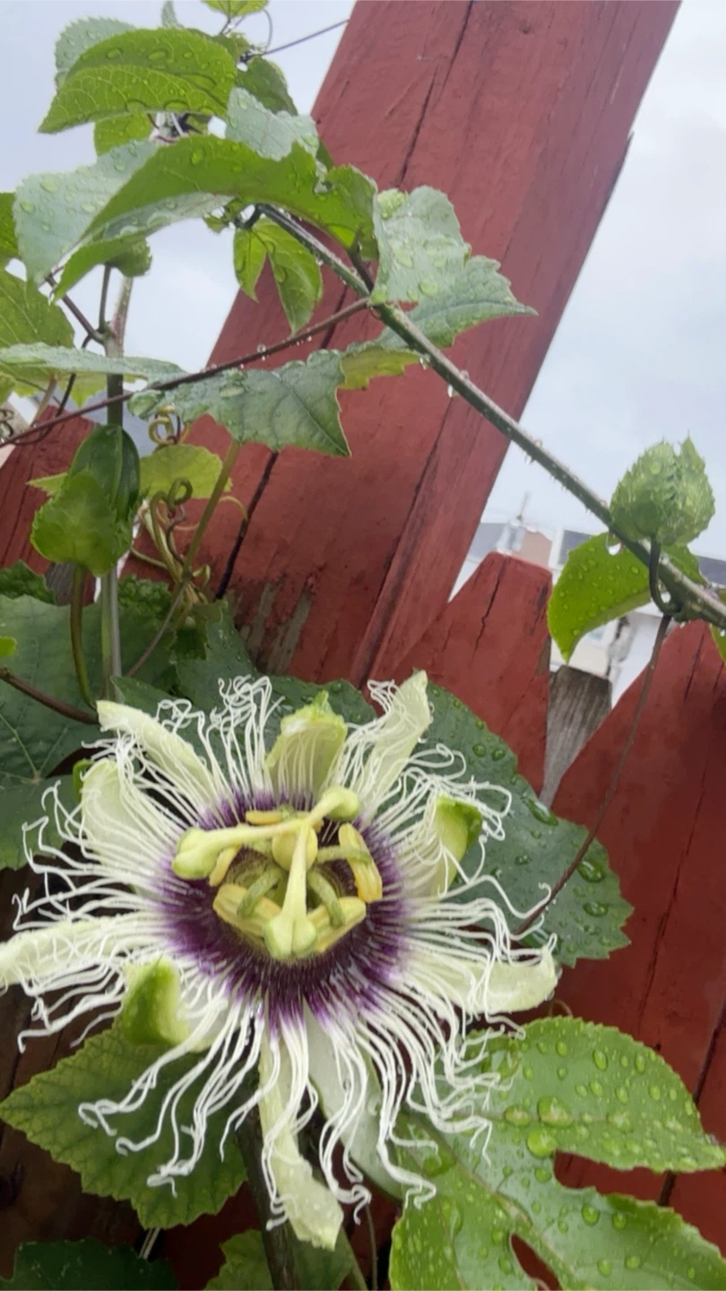 Passion Fruit Plant Starter
