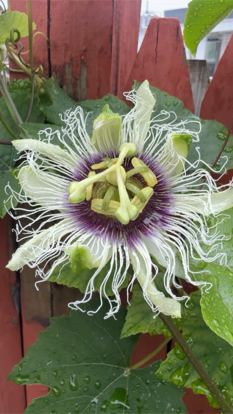 Passion Fruit Plant Starter - photo 2