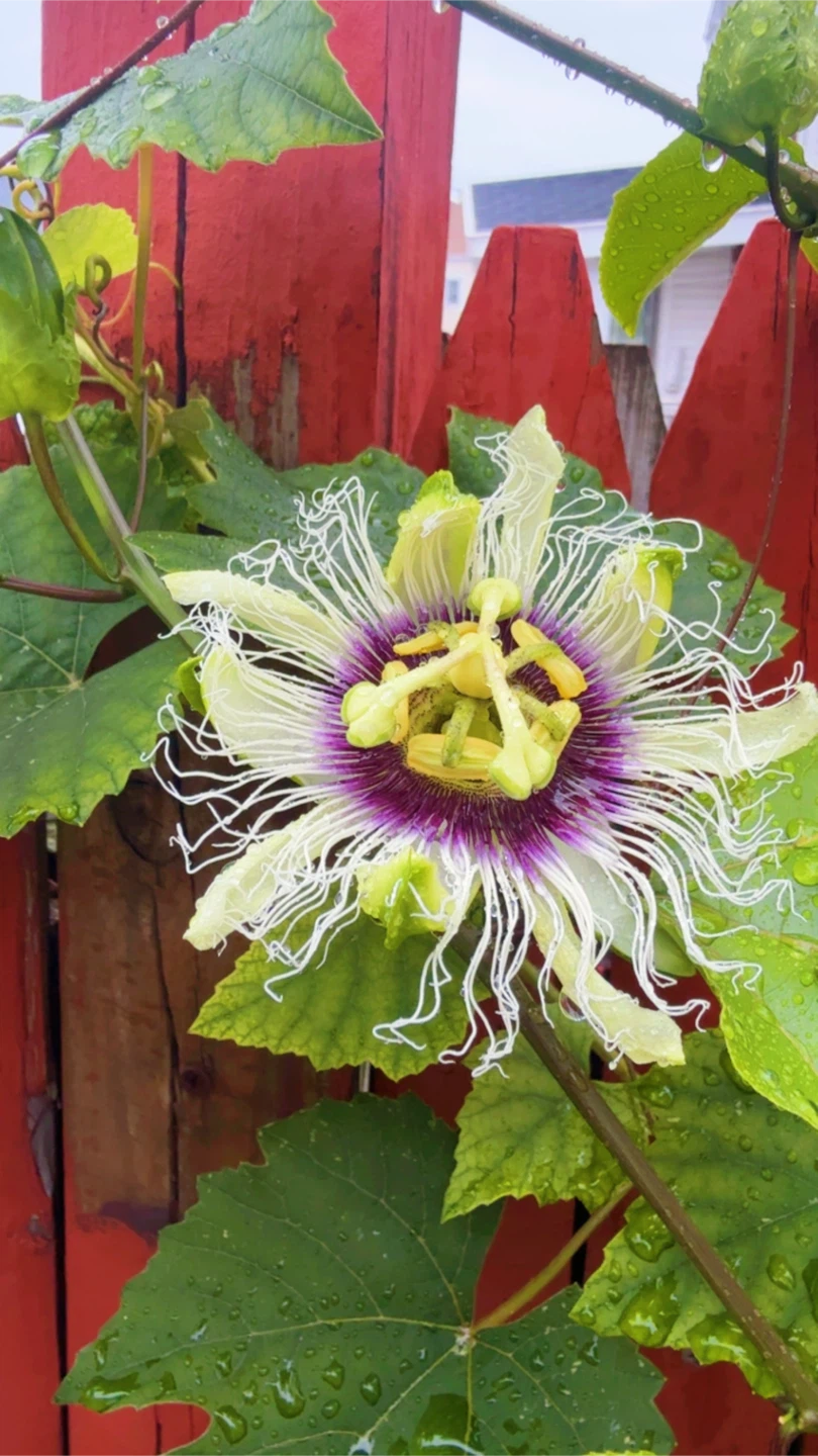 Passion Fruit Plant Starter - photo 4