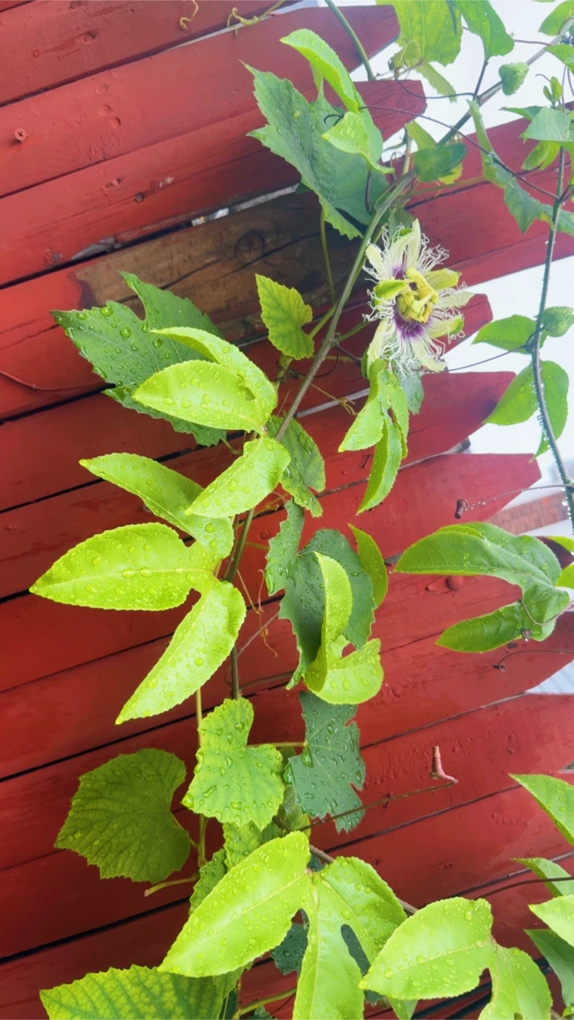 Passion Fruit Plant Starter - photo 5