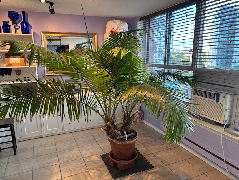 Large Indoor Palm Plant