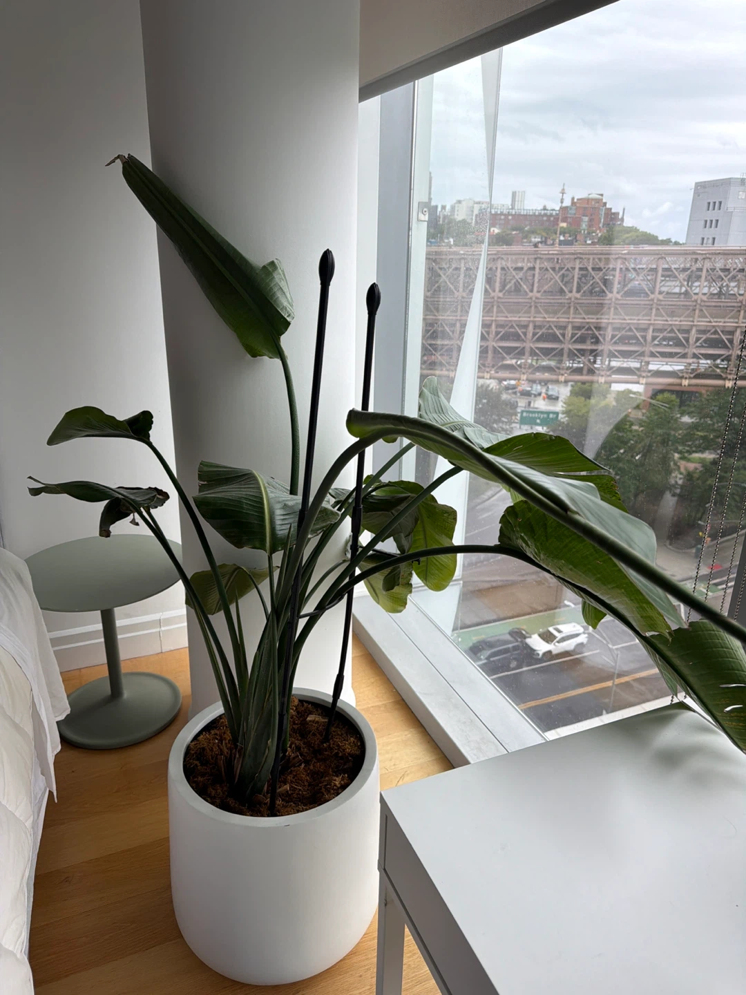 Strelitzia Nicolai Bird of Paradise Plant in White Planter