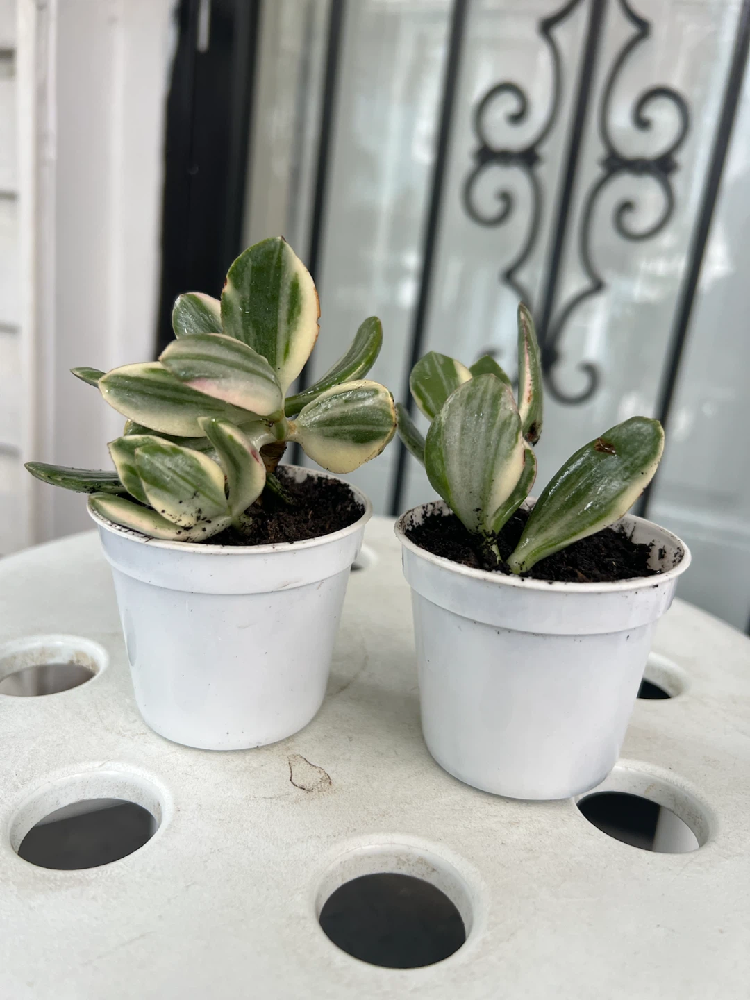 Two Variegated Jade Plants in White Pots