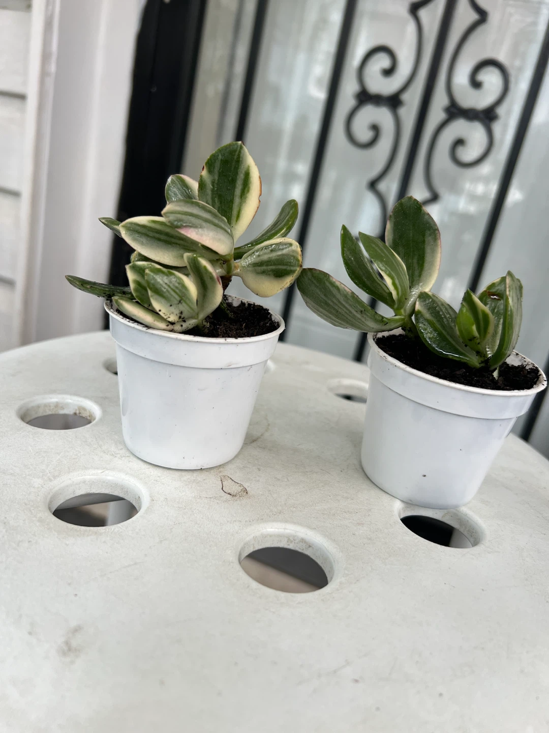 Two Variegated Jade Plants in White Pots - photo 2