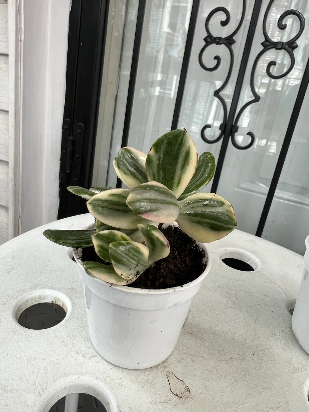 Two Variegated Jade Plants in White Pots - photo 3