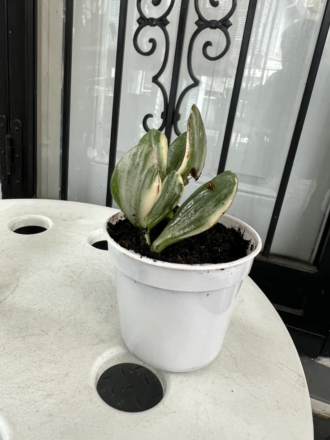 Two Variegated Jade Plants in White Pots - photo 4