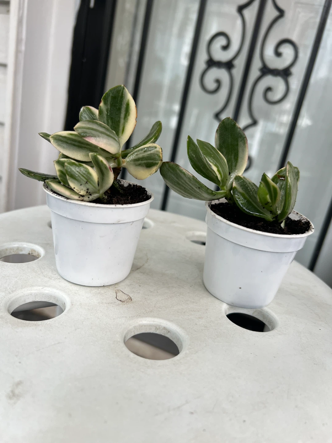 Two Variegated Jade Plants in White Pots - photo 5