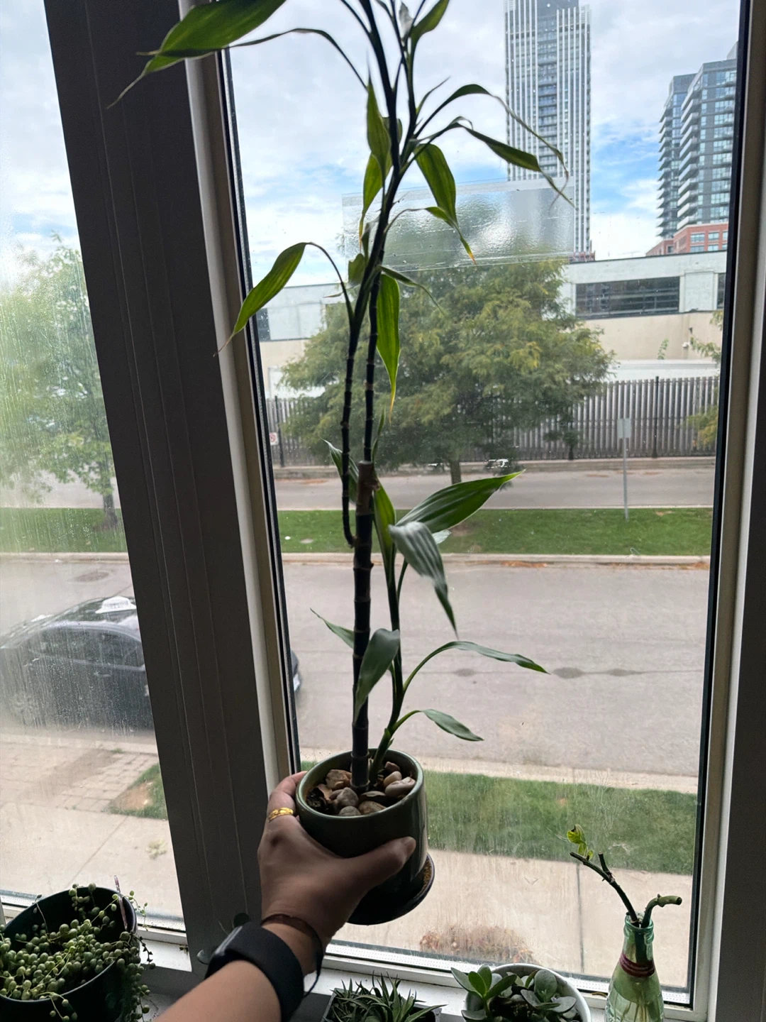 Lucky Bamboo plant in ceramic pot
