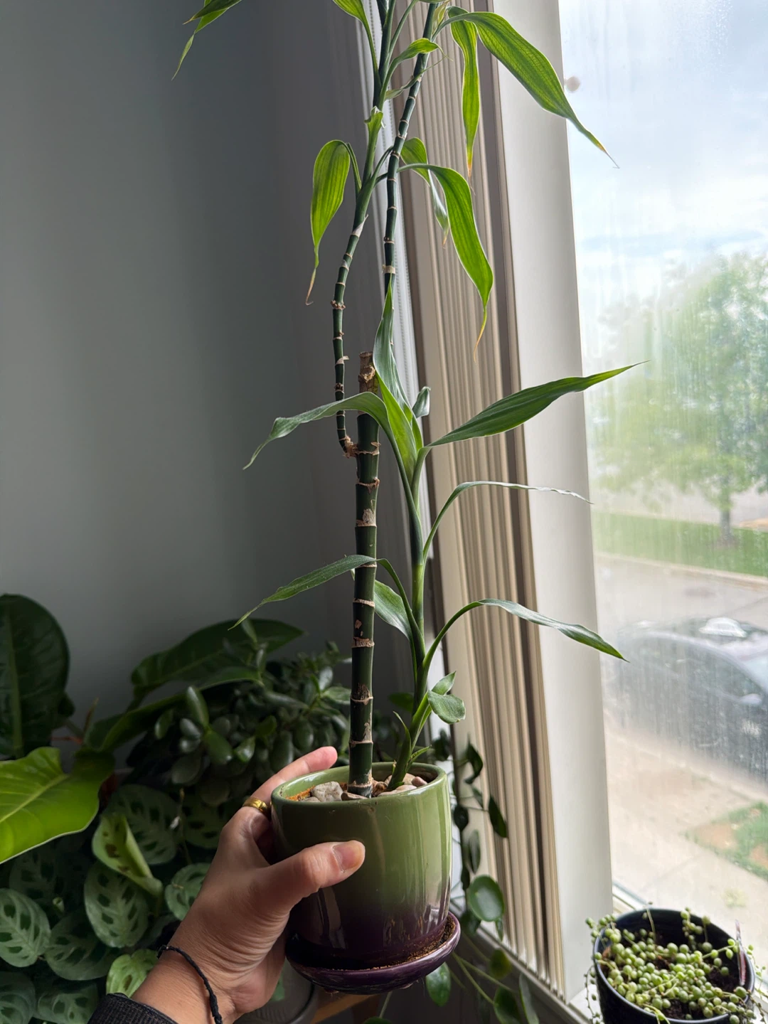 Lucky Bamboo plant in ceramic pot - photo 2