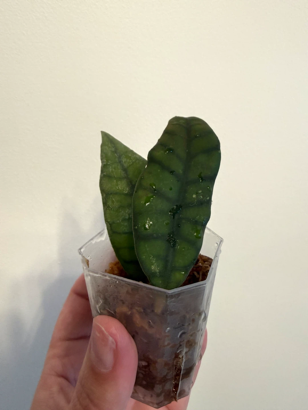 Hoya Callistophylla cutting
