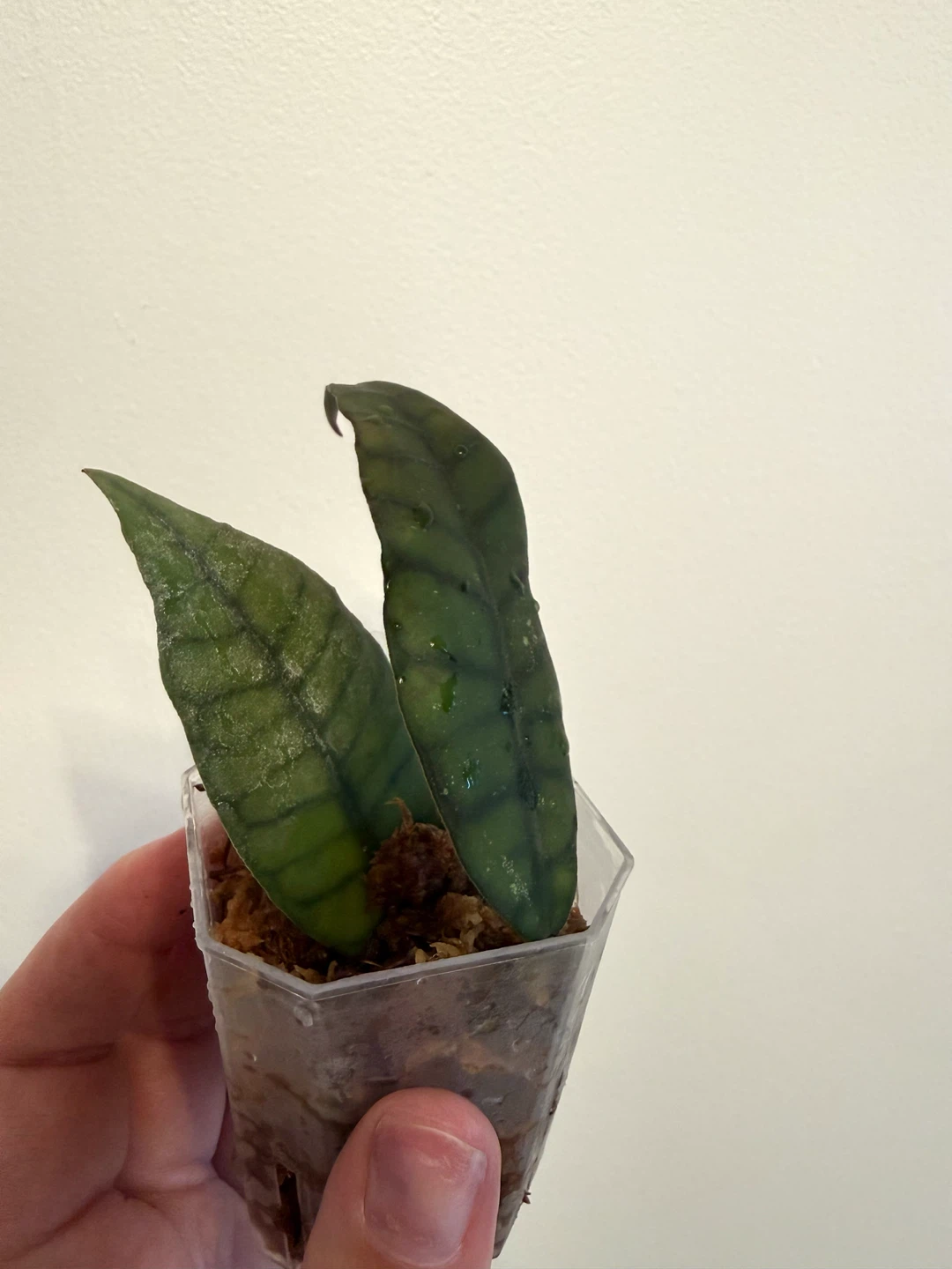 Hoya Callistophylla cutting - photo 2