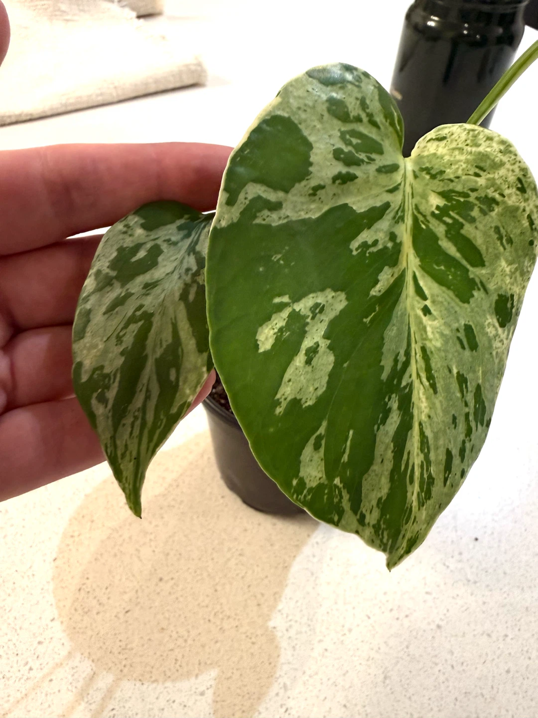 Monstera bulbasaur delisiosa.