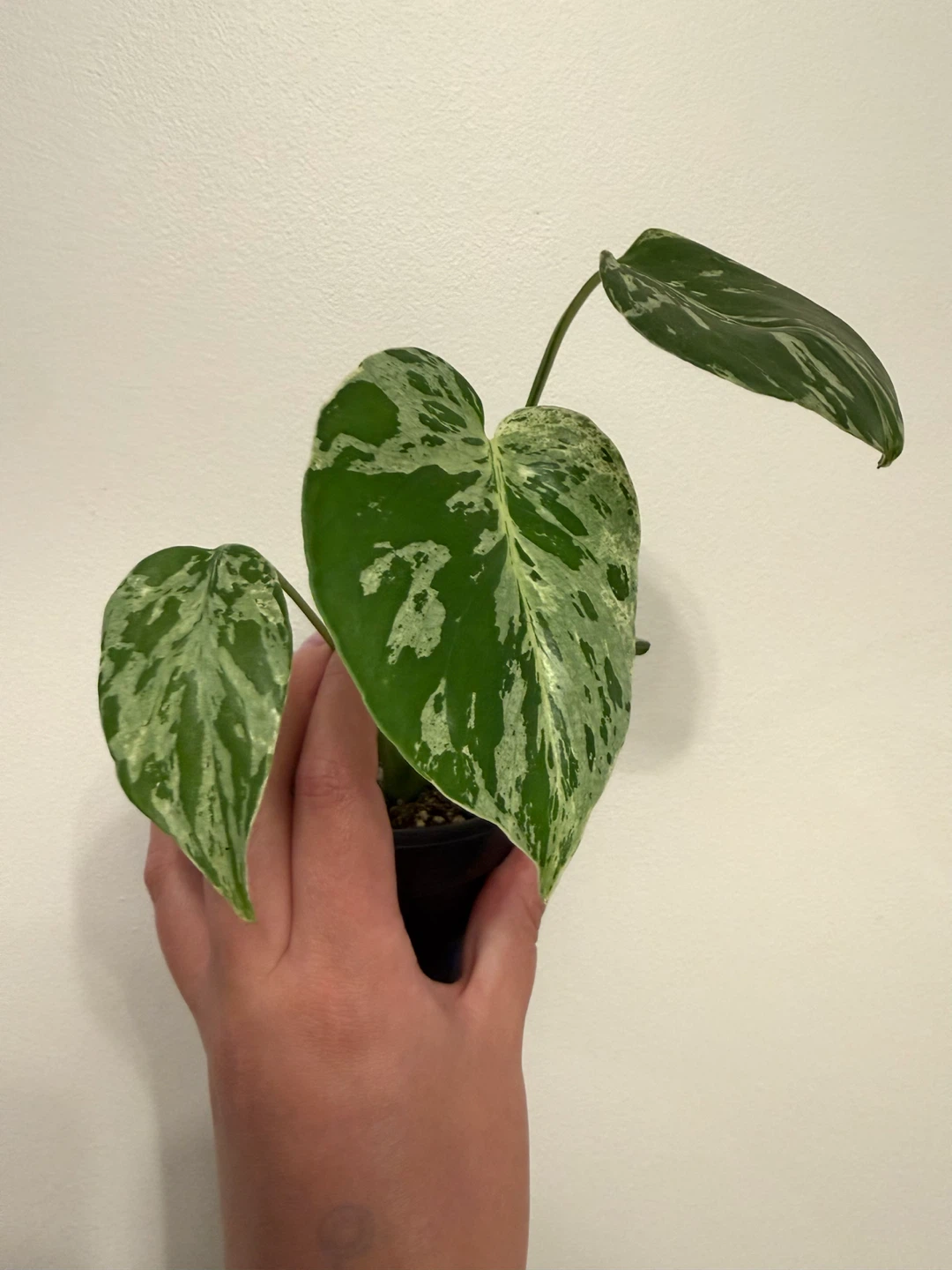 Monstera bulbasaur delisiosa. - photo 2