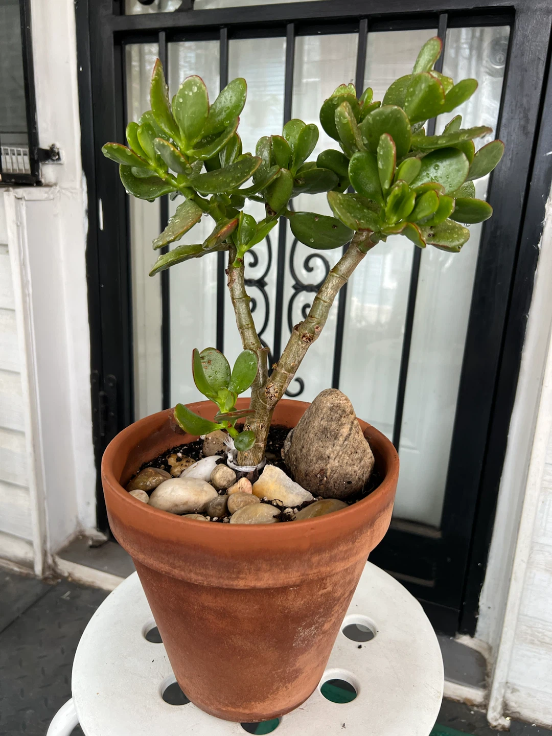 Large Jade Plant bonsai