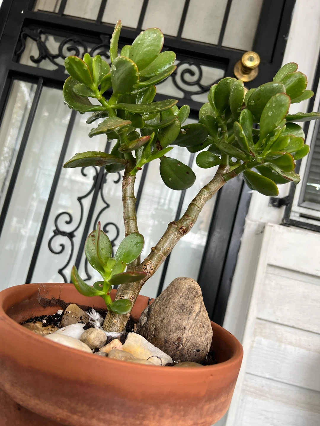 Large Jade Plant bonsai - photo 2