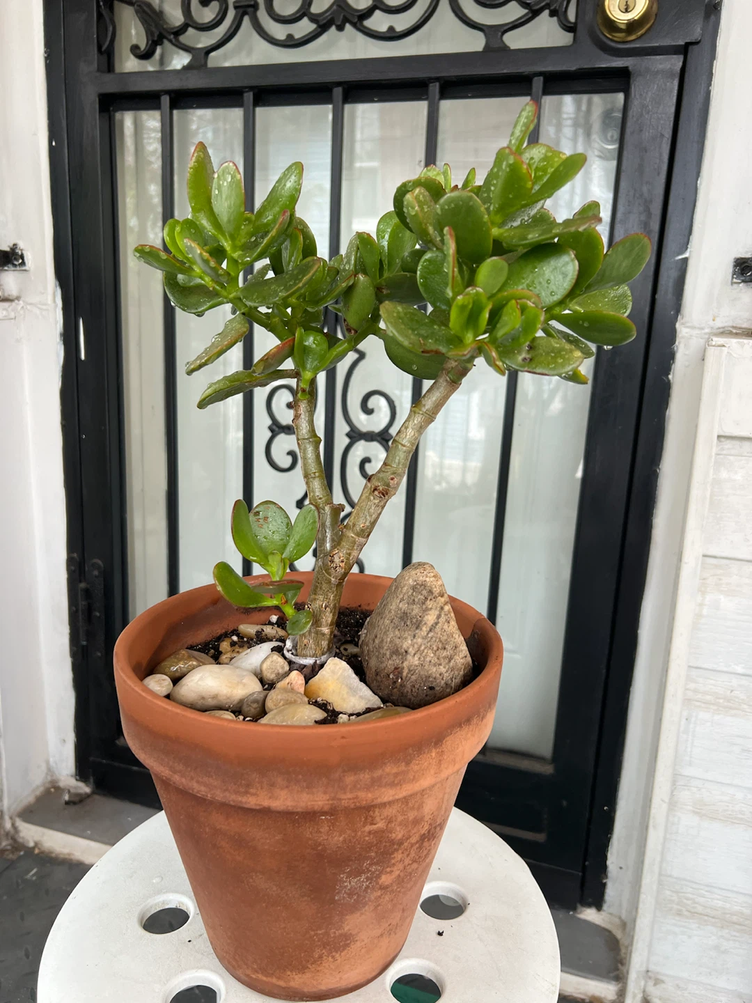Large Jade Plant bonsai - photo 3